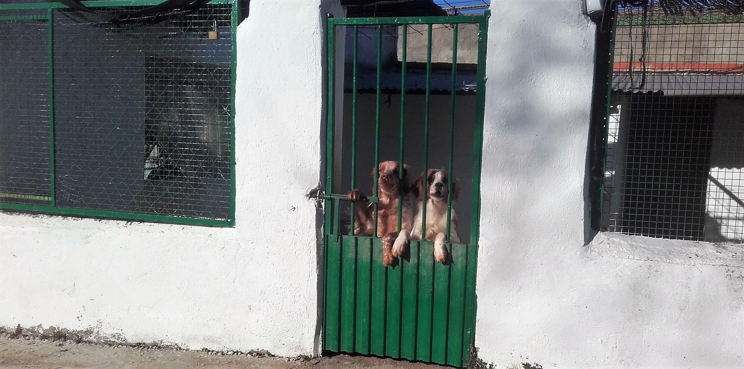 Residencia Canina Cáceres El Polígono