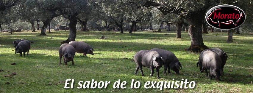 España - Fábrica y distribución de jamones y embutidos de Extremadura Morato