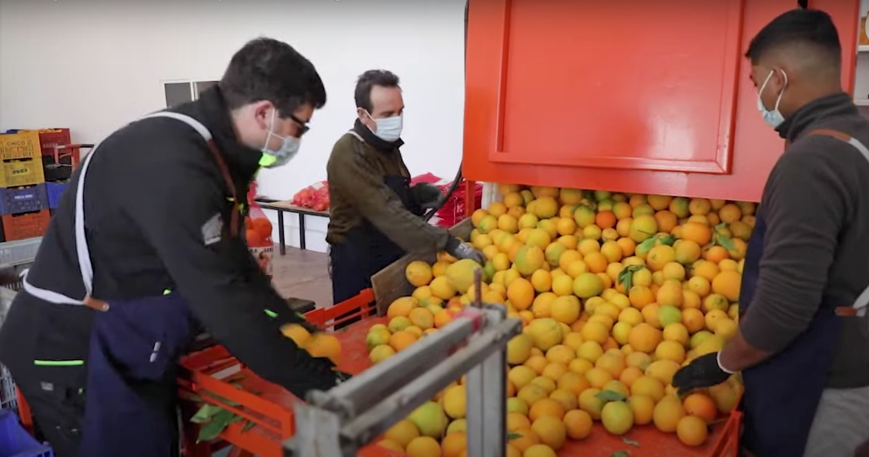 Fábrica de naranjas en España Sansuma 