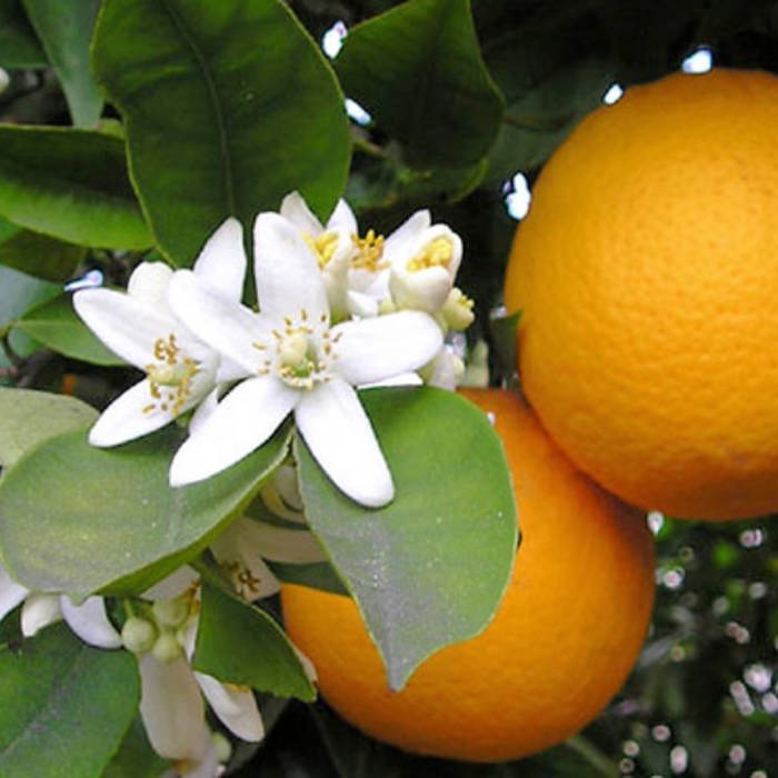 Fábrica de naranjas en España Sansuma 