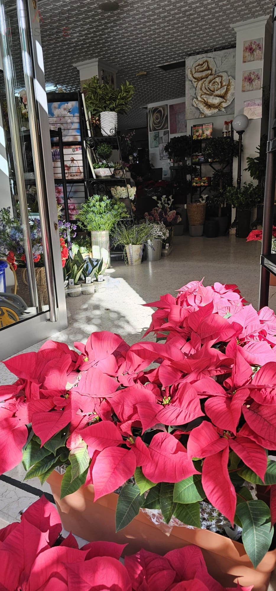 La mejor tienda de decoración navideña y jardines de Almendralejo Floristería LIs