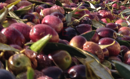 Puesto de aceitunas en Zarza de Montánchez , Albala , Torre de Santa María , Alcuescar ,Almoharin , Miajadas