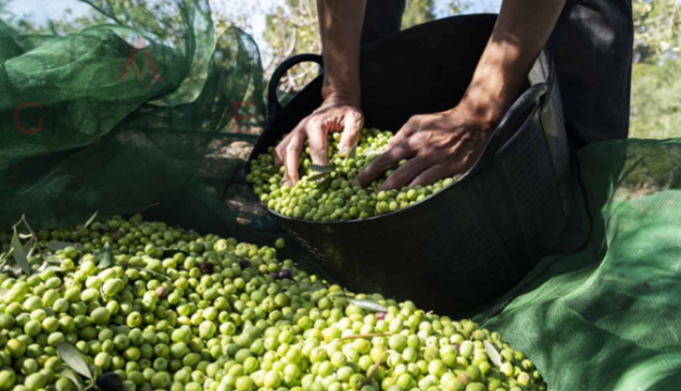 Puesto de aceitunas en Zarza de Montánchez , Albala , Torre de Santa María , Alcuescar ,Almoharin , Miajadas
