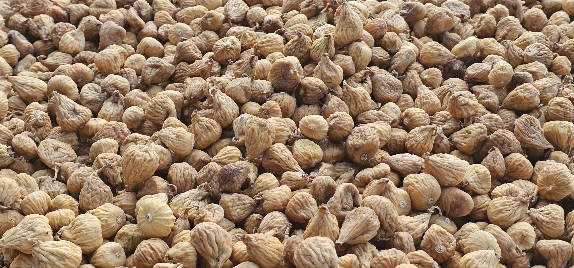 Puesto de higos en Cáceres Almoharin Montánchez Valdefuentes Zarza de Montánchez 