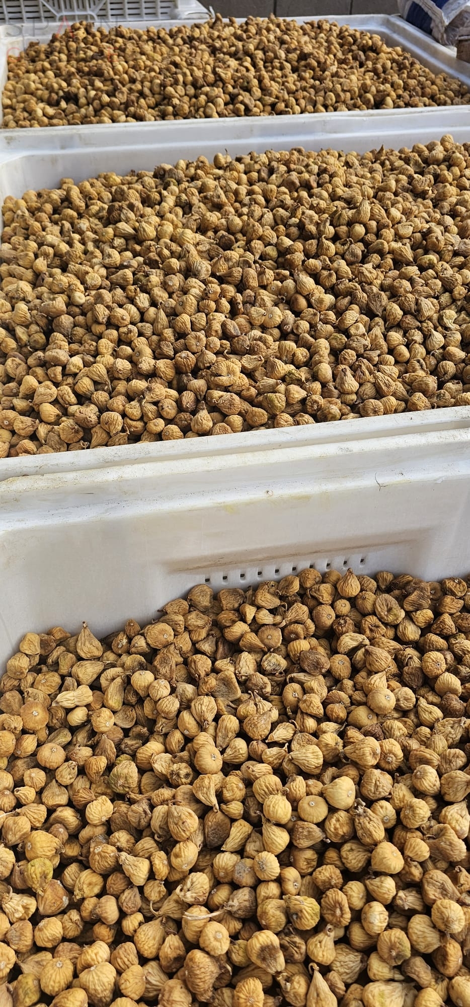 Puesto de higos en Cáceres Almoharin Montánchez Valdefuentes Zarza de Montánchez