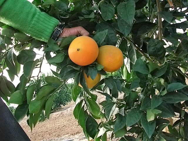 Fábrica de naranjas en España Sansuma