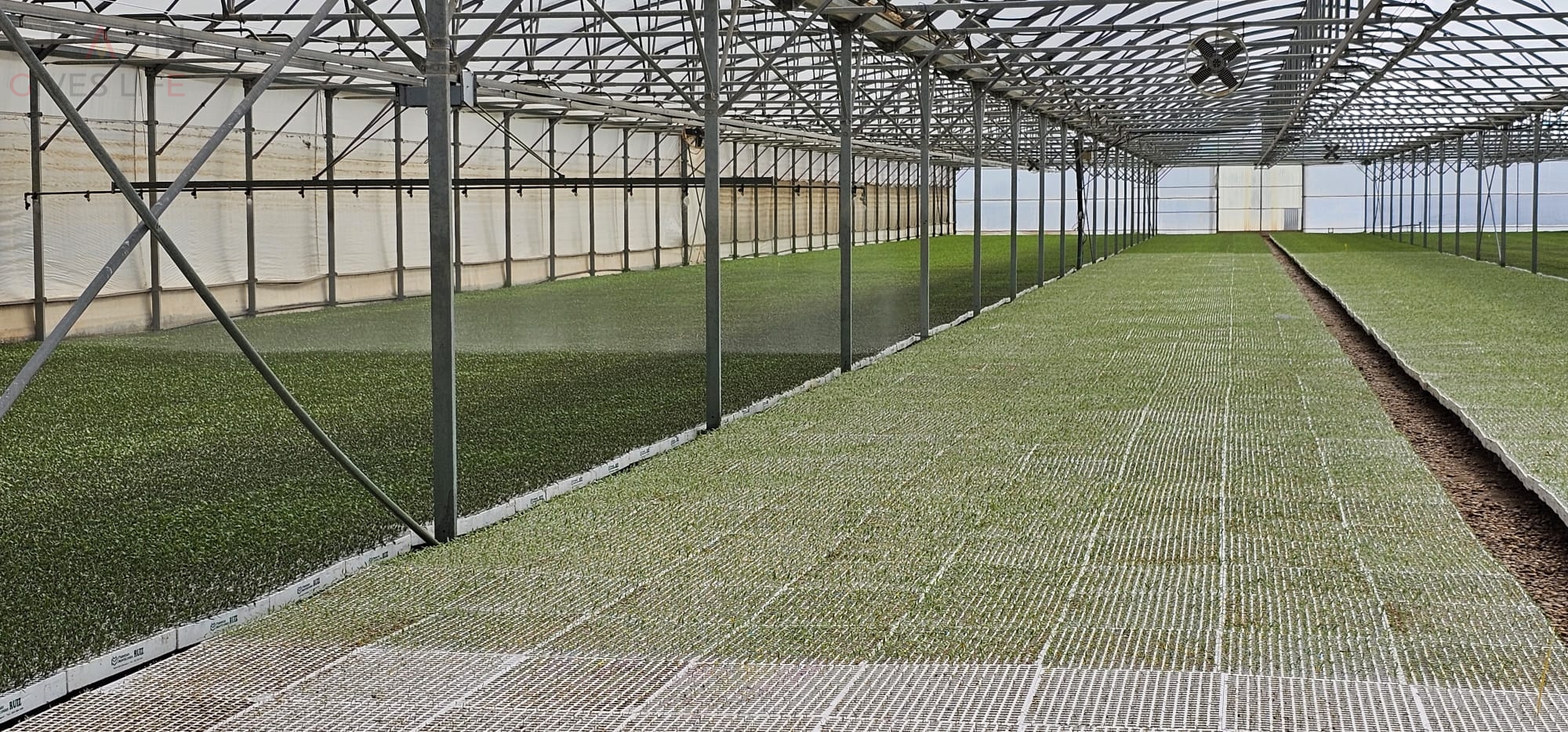 Productores de plantones en España - Extremadura Semilleros en Montijo Ruiz 