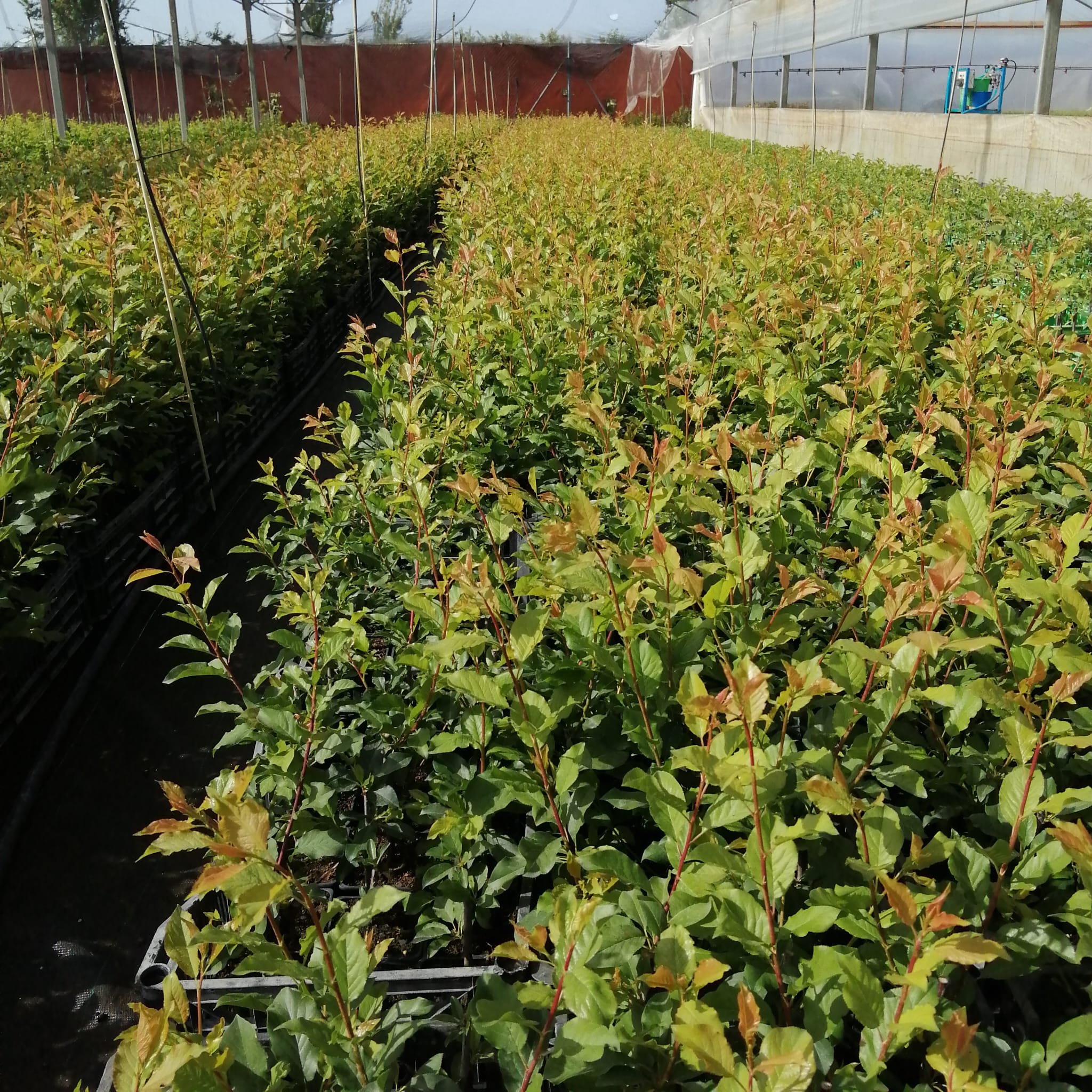 Mayorista de arboles frutales Vivero en Mérida Circujano Producciones propias (