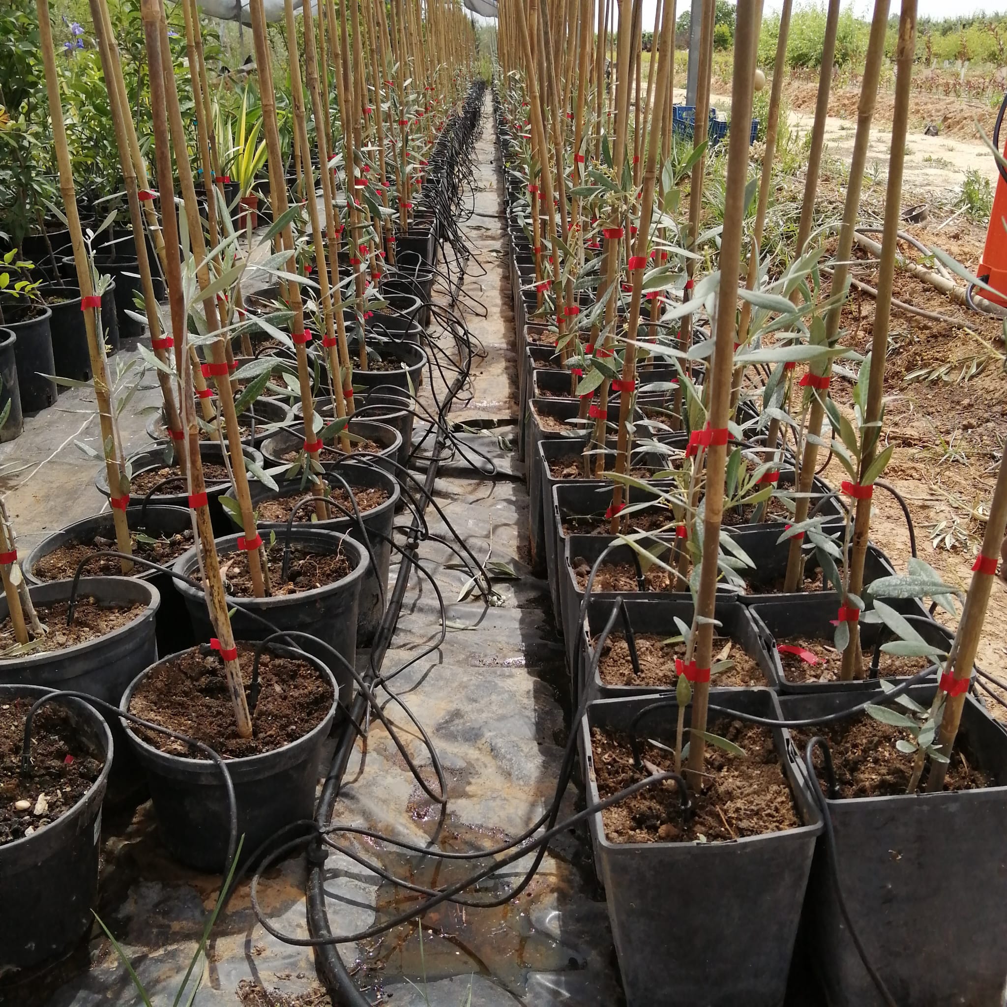 Mayorista de arboles frutales Vivero en Mérida Circujano Producciones propias (