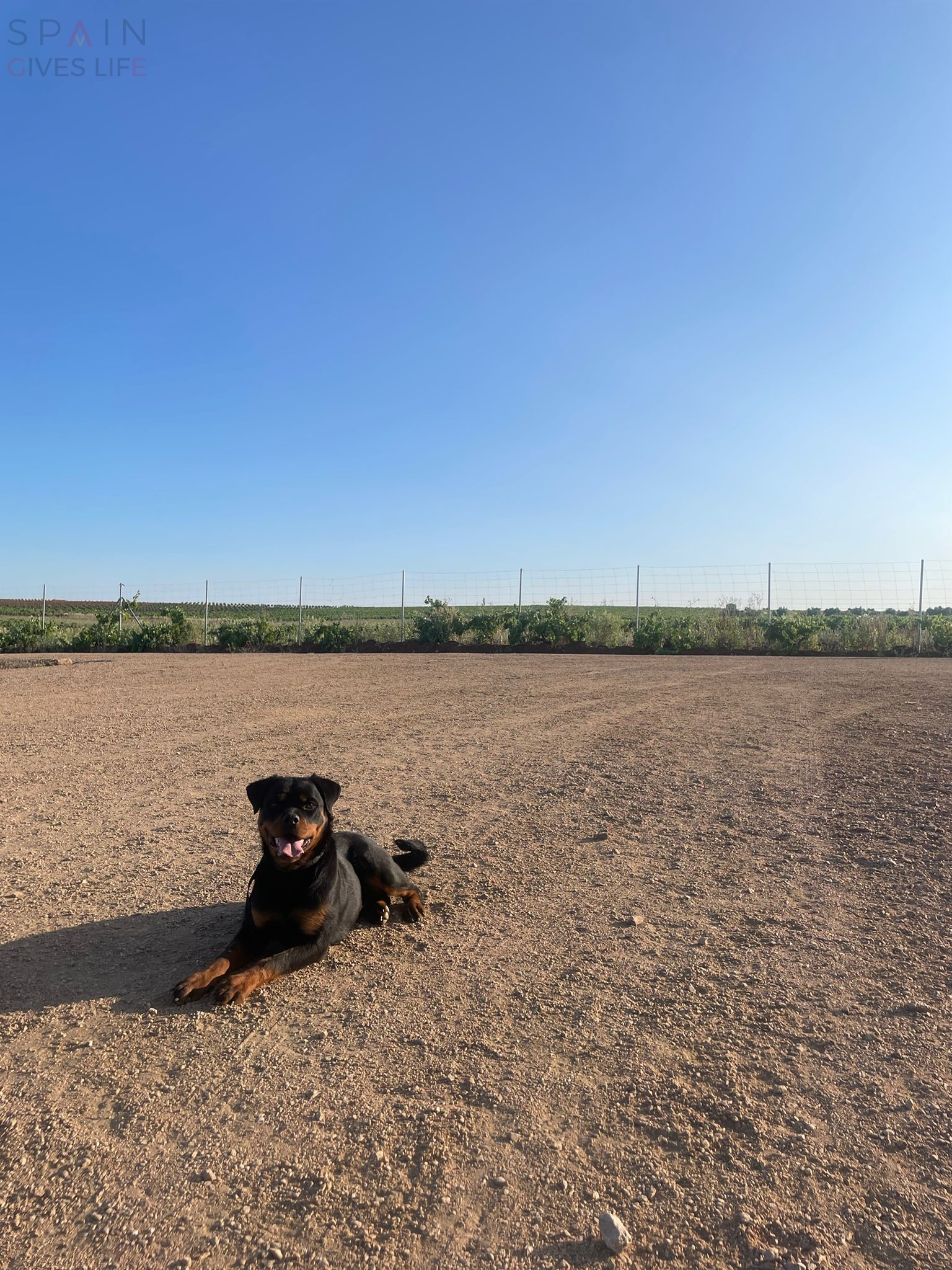 Residencia canina en Acehuchal Almendralejo La Laguna