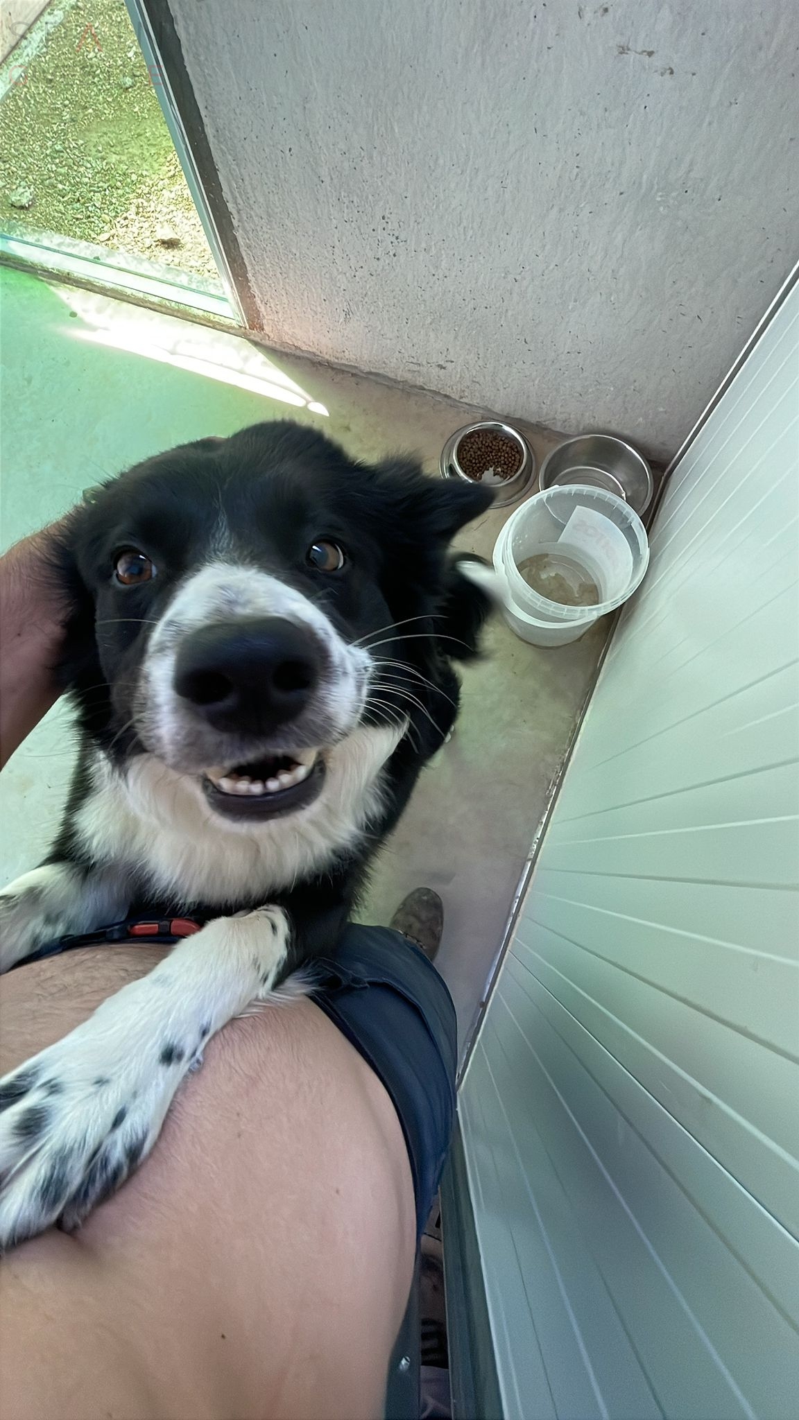 Residencia canina en Acehuchal Almendralejo La Laguna