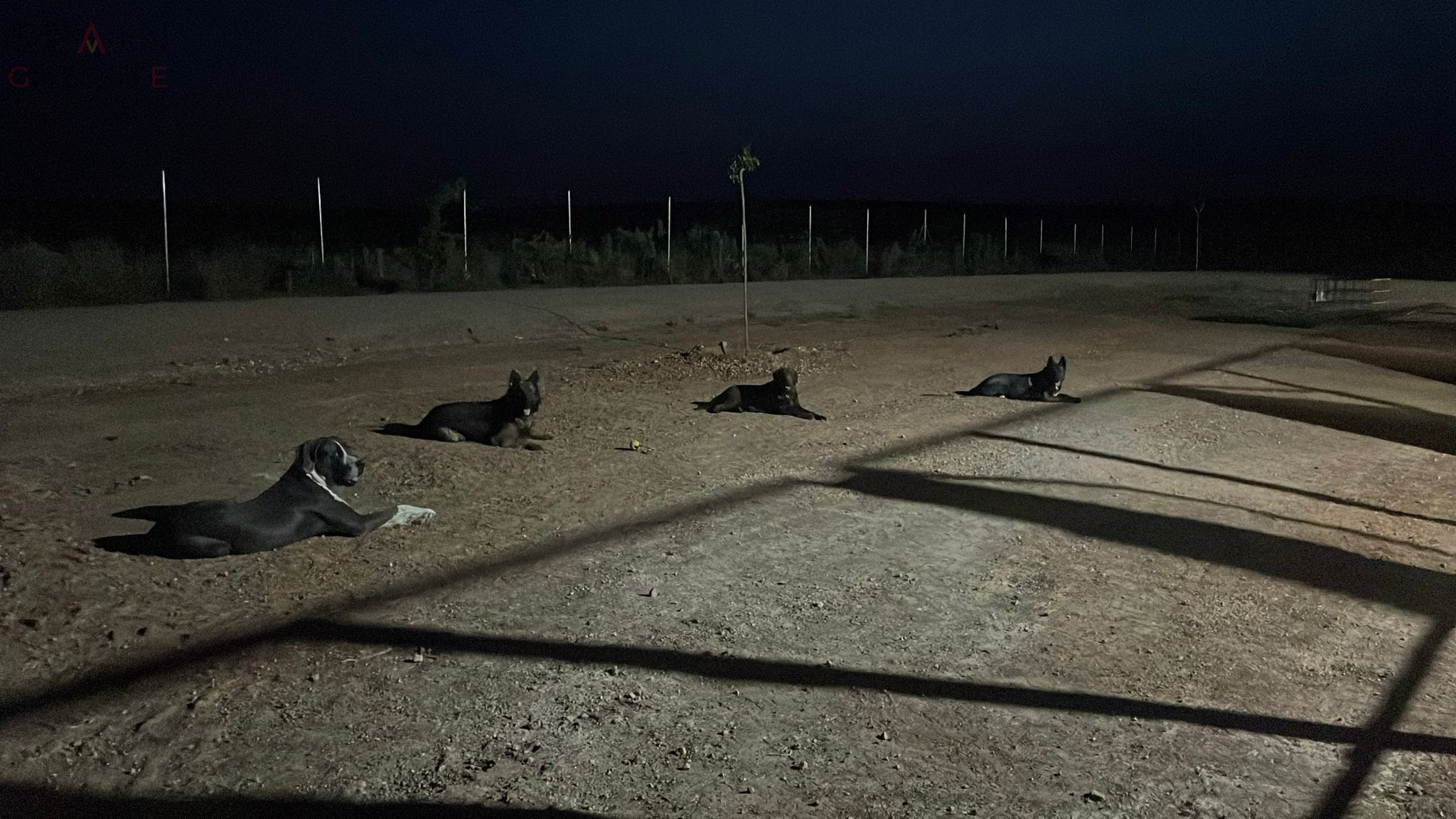 Residencia canina en Acehuchal Almendralejo La Laguna