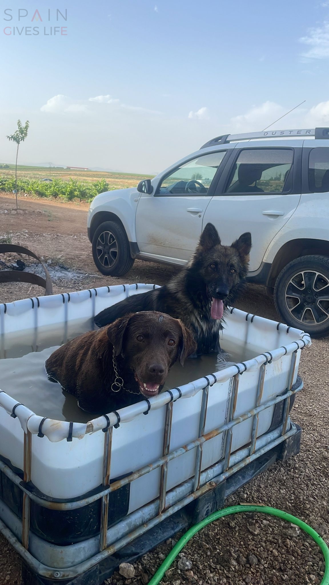 Residencia canina en Acehuchal Almendralejo La Laguna