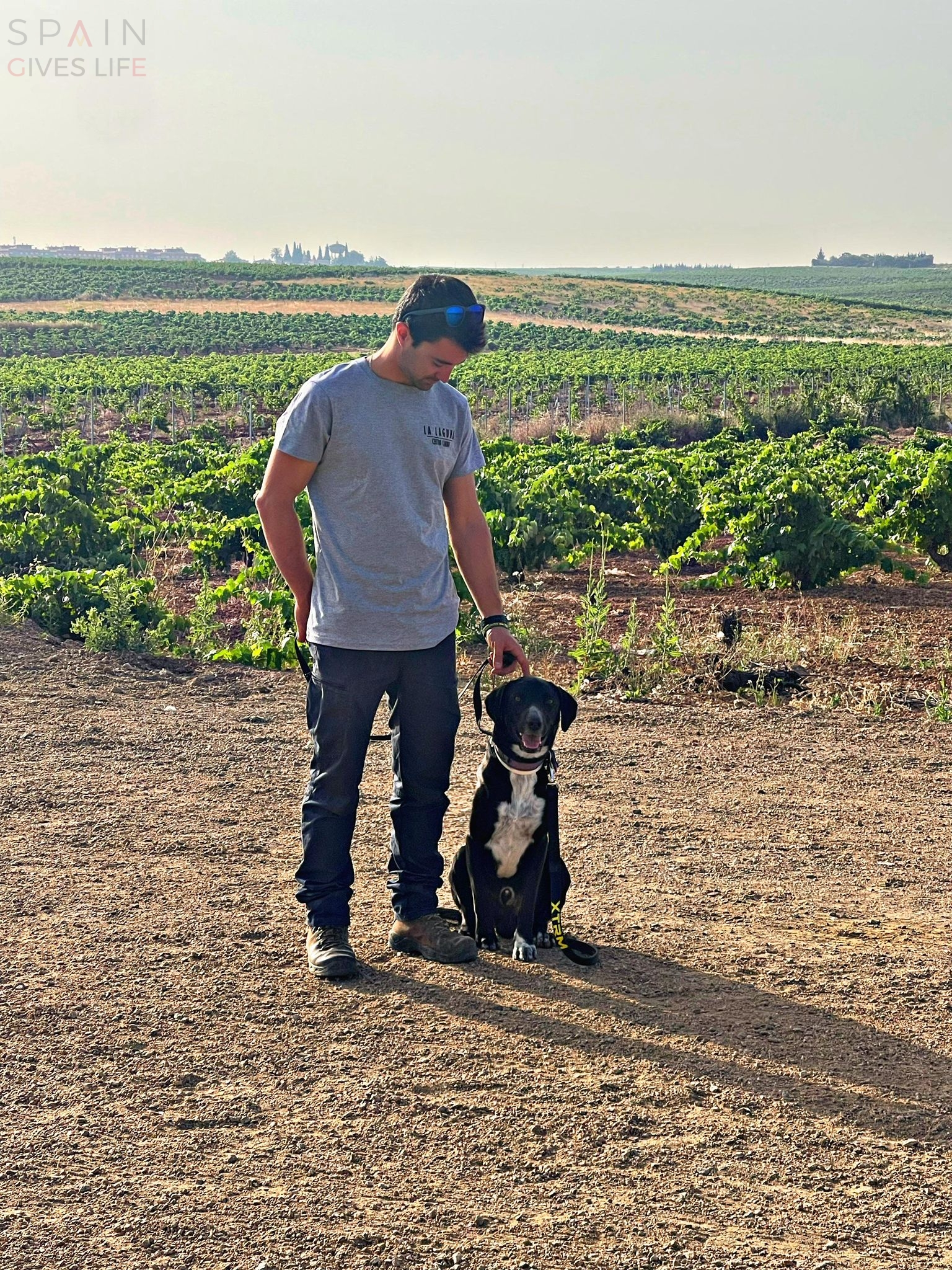 Residencia canina en Acehuchal Almendralejo La Laguna